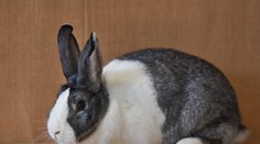 Bratislavčan (43) skončil v cele po tom, čo sa veterinárovi vyhrážal za smrť králika zabitím