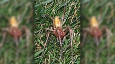 V Bratislave odfotili nebezpečného pavúka. Po uštipnutí hrozia zdravotné problémy