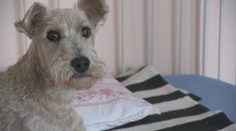 Rodinka dala za pár rokov domov 20 psíkom