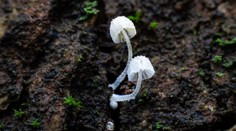 Ako dokážu huby ovplyvniť počasie? Výsledky štúdie mnohých určite prekvapia