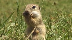 Rarita v Muránskej Dlhej Lúke. Vyše tisíc sysľov na jednom mieste