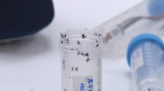 Na Slovensku vyčíňa nová populácia kliešťov. Sú nebezpečnejšie a prenášajú viac ochorení