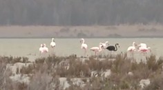 Videli ho iba druhýkrát v histórii. Unikátny čierny plameniak v Európe