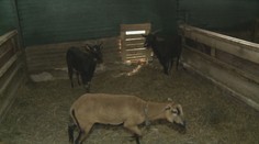 V Zámutove vyčíňajú túlavé psy. Trhajú ovce, kozy či sliepky