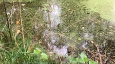 Prekvapenie v poľských vodách. Policajti tam odchytili exotického plaza