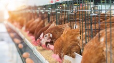 Veterinári preverujú farmy na Slovensku: Hľadajú nebezpečný pesticíd