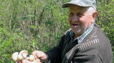 Začali rásť chutné májovky. Rady, ako ich nájdete