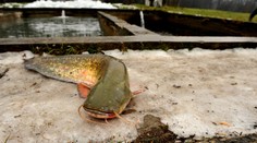 Dvojmetrový sumec pohrýzol v jazere plavkyňu