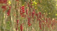 Toto nedokáže na Slovensku nikto. Pozrite, čo sa podarilo nášmu farmárovi
