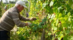 Leto sa blíži ku koncu, začali sa prvé oberačky hrozna