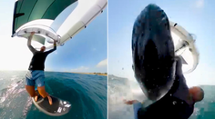 VIDEO: Desivá zrážka na mori. Pred mužom na wingsurfe sa zrazu vynorila veľryba