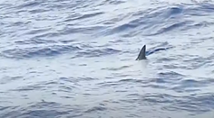 Žralok v obľúbenej destinácii: Tak blízko pri pevnine sa neobjavil 10 rokov