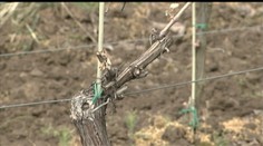 Zoznam škôd, ktoré spôsobili mrazy na Slovensku