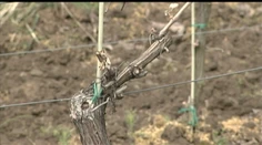 Zoznam škôd, ktoré spôsobili mrazy na Slovensku