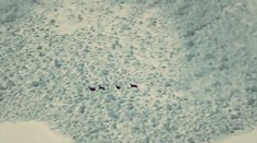 Pri tomto videu prestanete dýchať. Kamzíky pohltila lavína