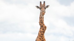 Žirafa so zlomeným krkom je ako hračka prírody. Ochranár iba neveriacky krútil hlavou