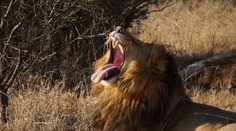 Levy roztrhali v Juhoafrickej republike dvoch pytliakov, takmer nič z nich nezostalo