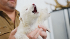 Vďaka vedcom ožíva história. Je po pravlkovi na dosah aj mamut?