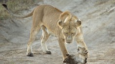 V Afrike rapídne klesá populácia levov. O prirodzené prostredie ich obrala aj ľudská činnosť