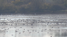 Úchvatné prírodné divadlo. Na Zemplíne sa dajú pozorovať tisíce migrujúcich vtákov