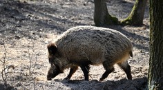 Hlavné mesto upozorňuje obyvateľov. V obľúbenej lokalite sa pohybuje diviak