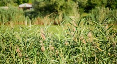 Rána už budú chladnejšie, cez deň stále príjemné teploty