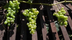 Príroda na Orave sa zbláznila. Začalo sa tam dariť hroznu