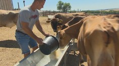 Seno nie je a kŕmne zmesi sú drahé. Farmári nevedia, čo dajú v zime do válova
