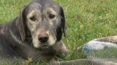 Ukradli špeciálne vycvičeného psa. Neuhádnete, ako sa ho snažili zamaskovať