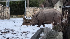 VIDEO: Pomýlil si váhové kategórie. Miniatúrny jeleň sa v zoo pustil do takmer dvojtonového nosorožca