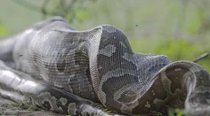 Tomuto pytónovi sa radšej vyhnite
