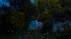 Nočné kúzlo v bratislavských lesoch. Ešte pár dní máte šancu vidieť svetlušky