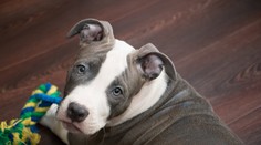 Kňučanie, rany a nadávky. Majiteľ kruto potrestal psa za to, že sa mu vymočil v byte