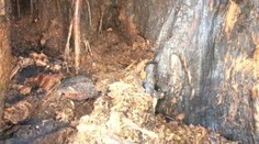 Traja mladíci podpálili 200-ročnú lipu v Dubnici nad Váhom