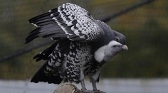 Dvom homosexuálne orientovaným supom sa podarilo vysedieť vajce