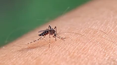 Zika mení ľudskú kožu na lákadlo pre komáre. Takto vírus urýchľuje svoj prenos