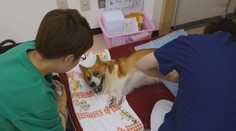 Slušne dožiť môžu už aj psy. Založili pre nich špeciálne centrum