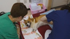Slušne dožiť môžu už aj psy. Založili pre nich špeciálne centrum