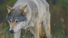 Taraba chce strieľať vlkov. Štátna ochrana prírody má pre neho prekvapujúci odkaz