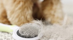 Sezónne alergie a pĺznutie zvierat: Ako mať srsť domácich miláčikov pod kontrolou?