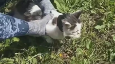 Vo väznici v Rusku zadržali nezvyčajného kuriéra. Mačka pašovala drogy pre odsúdených