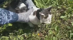 Ruská väznica zadržala mačku. V obojku mala niečo, čo nikto nečakal