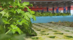 Farma budúcnosti: Slovenskí pestovatelia nepotrebujú vďaka inovatívnej metóde pôdu a ušetria množstvo vody