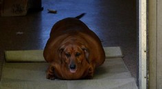 Milujete svoje domáce zvieratko? Pozor, aby neskončilo ako tento pes