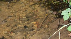 V potoku v Hriňovej uhynulo viac ako tisíc chránených rakov