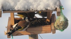 Zbavujú vás múch či komárov. Návod, ako im postaviť búdku