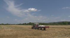 Naši poľnohospodári hlásia rekordnú úrodu. Dočkáme sa nakoniec aj lacnejších rožkov?