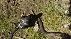 Toto tu ešte nebolo! Chlap sa nechal "zožrať" anakondou pre televíznu šou