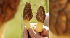 Mimoriadne nebezpečnú hubu si môžete ľahko pomýliť s obľúbeným smrčkom