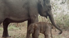 V Indonézii sa narodilo mláďa kriticky ohrozeného slona. Druh je na pokraji vyhynutia